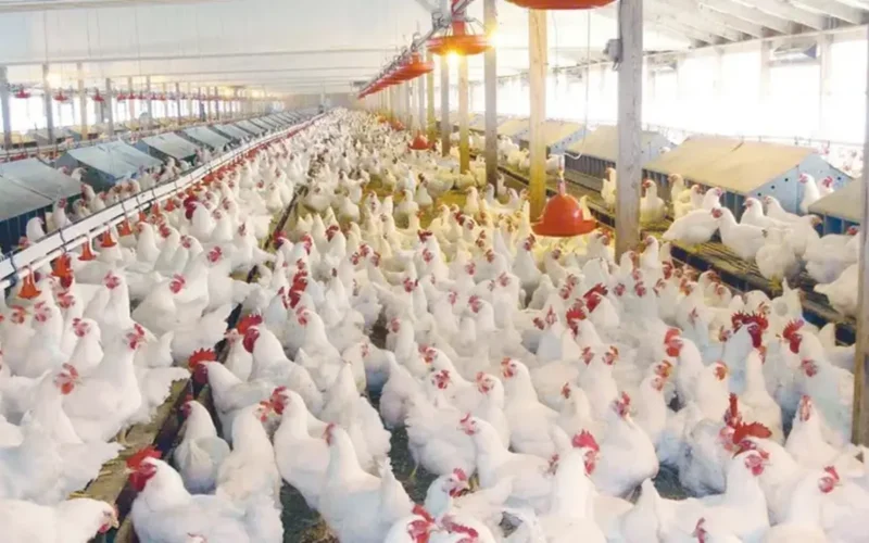 شعبة الدواجن تحذر من مخاطر صحية لاستهلاك فراخ السردة